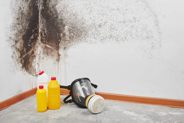 Best Local Mold Removal Service  in St Ignace, MI