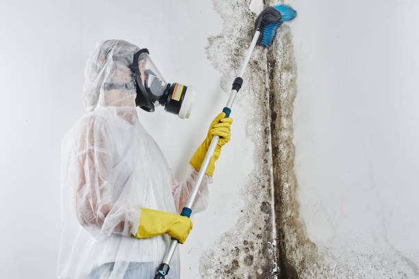 Mold Removal and Inspection in St Ignace, MI