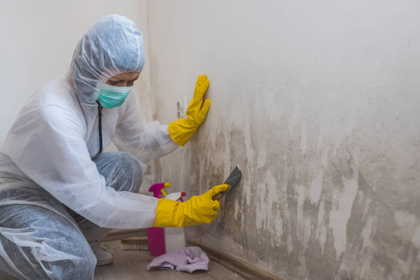 Best Mold Testing  in St Ignace, MI