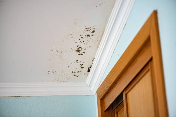 Best Professional Mold Removal  in St Ignace, MI