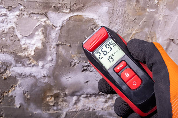 Best Mold Removal Company Near Me  in St Ignace, MI