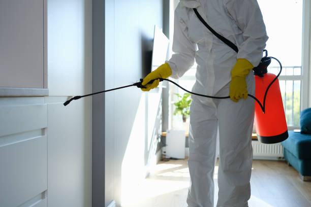 Best Certified Mold Removal  in St Ignace, MI