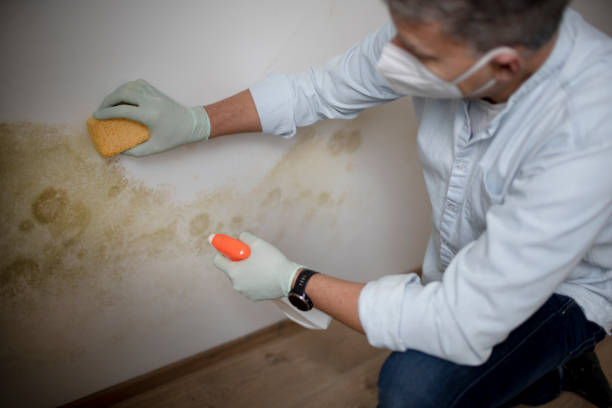 Best Black Mold Removal  in St Ignace, MI