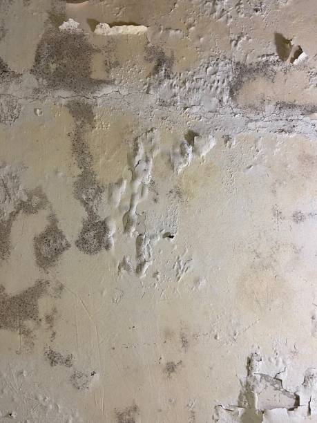 Best Local Mold Removal Service  in St Ignace, MI