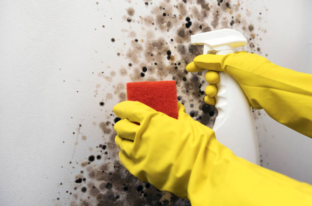 Best Best Mold Removal Companies  in St Ignace, MI