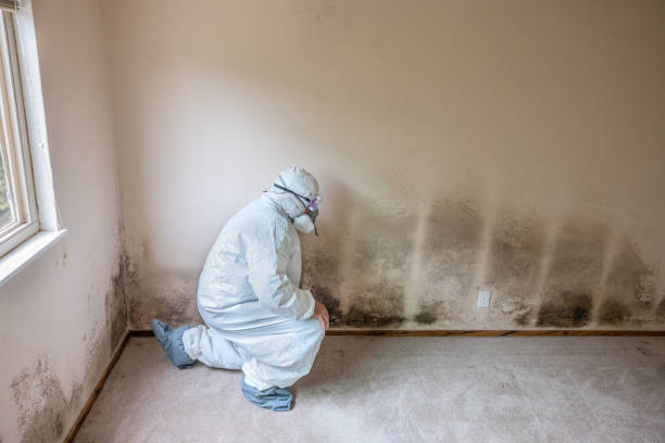 Best Attic Mold Removal  in St Ignace, MI