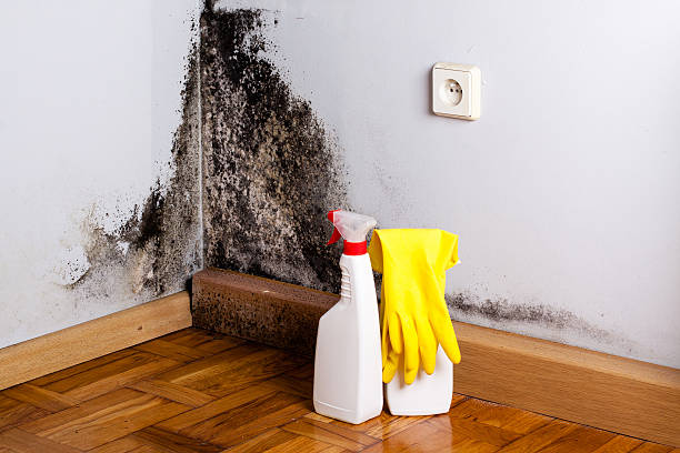 Best Fast Mold Removal  in St Ignace, MI