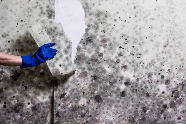 Best Mold Testing  in St Ignace, MI