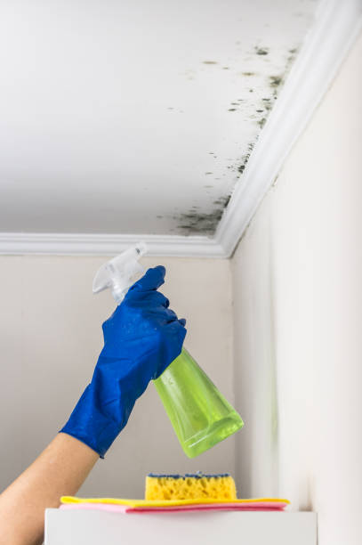 Best Mold Testing  in St Ignace, MI