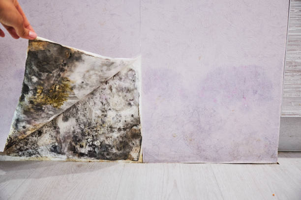 Best Mold Removal Near Me  in St Ignace, MI